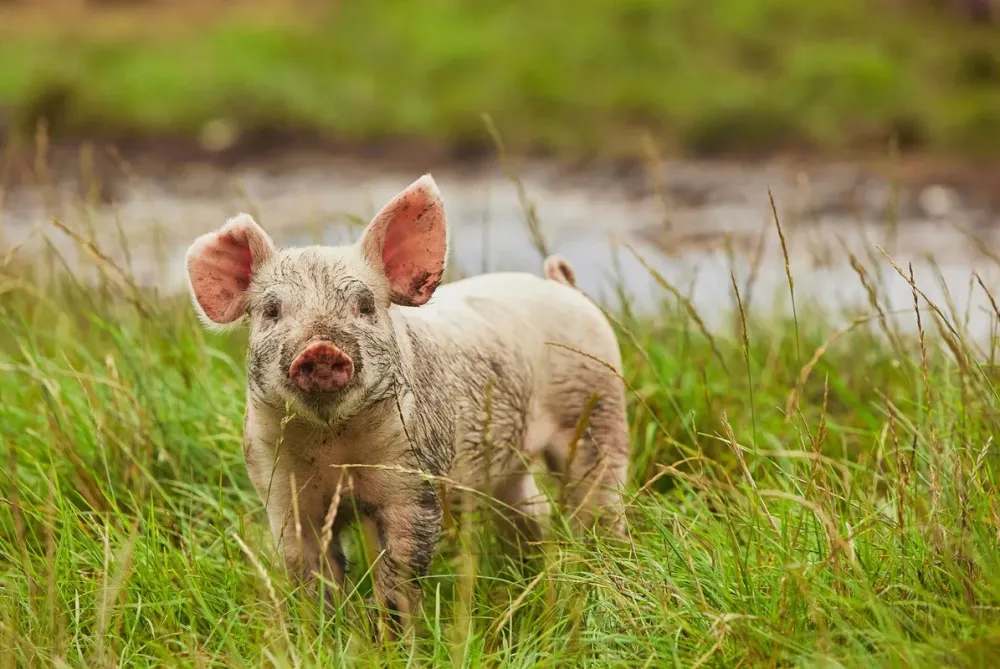 porc