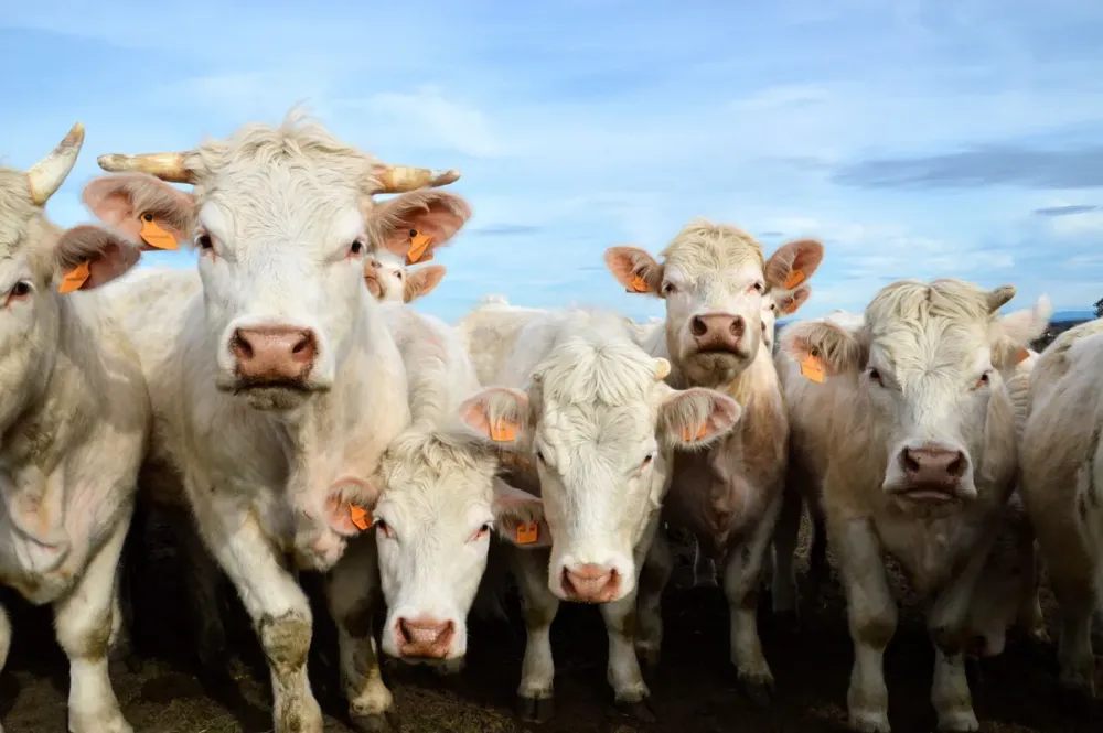 viande bovine