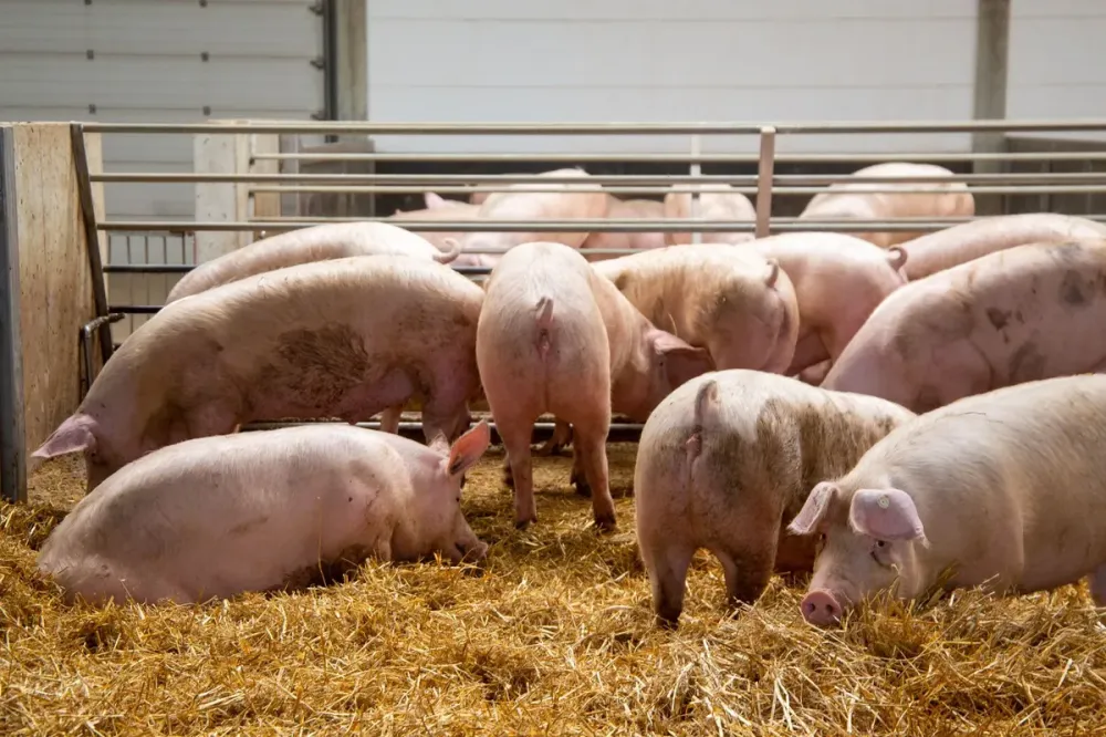 porc