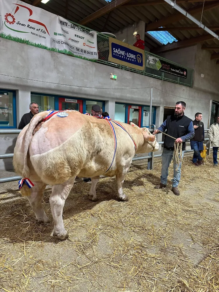 élevage de bovins
